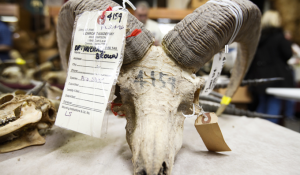A Glimpse Into Michael Brown’s Collection of Oddities